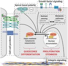 Suggestions will appear below the field as you type. Hippo Yap Taz Signaling Complex Network Interactions And Impact In Epithelial Cell Behavior Soldt 2020 Wires Developmental Biology Wiley Online Library