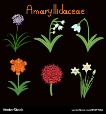 Image result for Amaryllidaceae