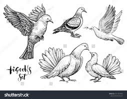 Black And White Pigeon Drawing Doves Hand Drawn Illustration Vector Line Art With Couple Of Pigeons Flying White Bird Standing Carrier Pigeon How To Draw Hands Drawing Set Free Vector Art