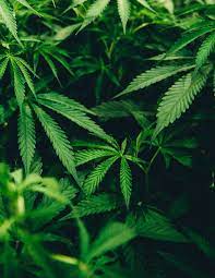 Check spelling or type a new query. Fondos De Pantalla De Marihuana Fondosmil