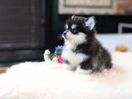Read on to learn more about teacup puppies and how to choose the right one for your family. All Puppies For Sale Microteacups Pomsky Puppies Teacup Puppy Breeds Cute Little Puppies