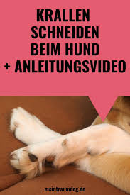 krallen schneiden beim hund schritt fur schritt anleitungsvideo hunde welpen hund krallen schneiden