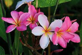 Cancun Pink Plumeria With Deep Color Tropical Flower Plants Plumeria Jungle Flowers