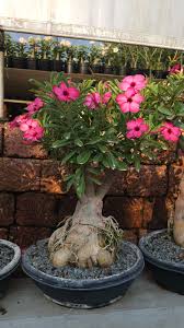 Image result for Adenium