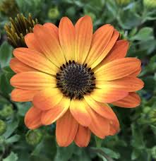 Image result for Osteospermum muricatum