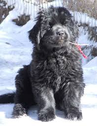 Hey Thank Heavens I M A Country Newf 3 Newfoundland Puppies Really Big Dogs Baby Dogs