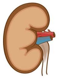 10 Common Habits That Damage The Kidneys 1 Not Emptying Your Bladder Early 2 Not Drinking En Chronic Kidney Failure Medical Surgical Nursing Kidney Failure