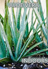 If you are new to this channel, please don't forget to subscribe and hit the notification bell so that you will be. Growing Aloe Vera Indoors 5 Reasons Why You May Be Having Problems