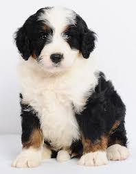 How much does a bernedoodle puppy cost. Minibernedoodles Puppies Bernedoodle Dog Breeds
