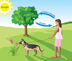 Maybe you would like to learn more about one of these? Oxygen Carbon Dioxide And Energy Ck 12 Foundation