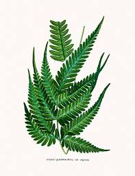 Image result for Pteris