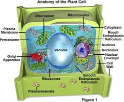 Common Core English Standards Literacy In Science And Technical Subjects Grades 6 8 Grade 6 8 Learnist Plant Cell Plant Cell Model Apologia Biology