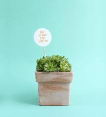 One of the cacti was far too large for the box and so was substituted with a couple of smaller cacti and a succulent i already had. Diy Potted Plant For Dad Plant Pot Diy Father S Day Diy Homemade Fathers Day Gifts