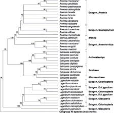 Image result for Anemia angolensis