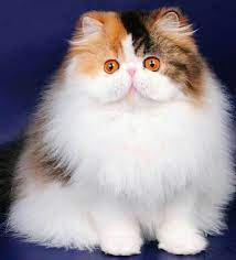 Pin By Maks Maks On Koshki Baby Cats Beautiful Cats Pretty Cats