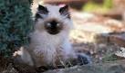Himalayans for Sale in Lancaster, PA | Cats on Oodle ...
