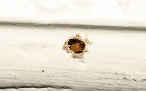 Team up with a pest control company in manassas, va. Termite Control Serving Virginia Beach Norfolk And Chesapeake