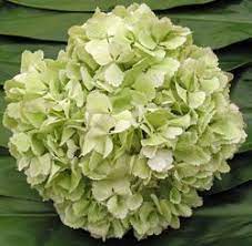 Antique Hydrangeas Flower 2 Wedding Flowers Hydrangea Green Hydrangea Hydrangea Bouquet