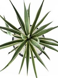 Image result for Antizoma angustifolia