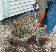 Tree Stump Removal Instructions Stump Removal Small Trees Tree Stump