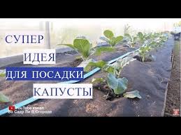 во саду ли в огороде юлия миняева посадка капусты Super Ideya Dlya Posadki Kapusty Posadka Kapusty Youtube
