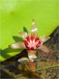 Image result for Brasenia