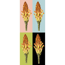 Image result for Harveya