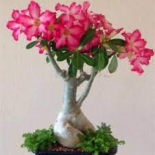 Pin On Gardening