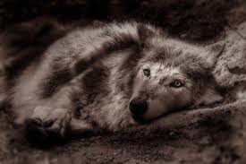 What Do Dreams About Wolves Mean Animals Beautiful Wolves Wolf Love