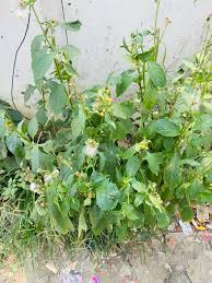 Image result for Crassocephalum montuosum