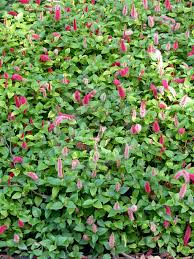 Image result for Acalypha segetalis