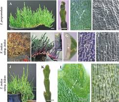 Image result for Halosarcia indica