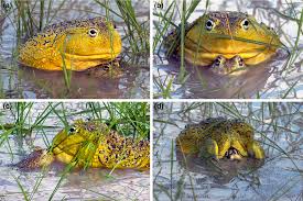 Image result for Pycreus africanus