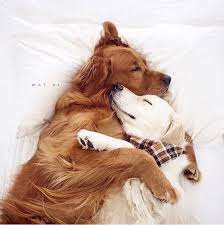 Who Doesn T Love A Good Cuddle Ilovegolden Retrievers Cute Dogs Cute Animals Cute Dogs And Puppies