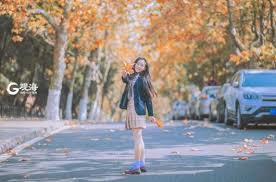 八大关的银杏黄啦 一起去拥抱深秋吧