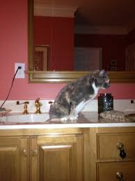 caught my cat peeing in the sink. : funny