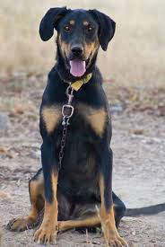 The compact yet muscular australian cattle dog is known as blue heelers or queensland heeler is associated with australia's wild dog the dingo. New Zealand Huntaway Vs Australian Cattle Dog Breed Comparison