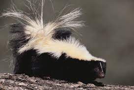 Facts About Skunks Live Science