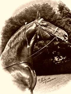 WING COMMANDER