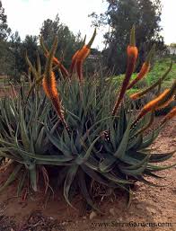 Image result for Aloe carnea