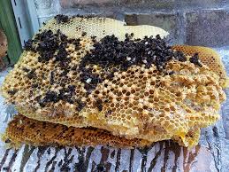 Pest control spring tx, katy tx, & houston texas. Katy Pest Control Pest Control Katy Tx Gulf Coast Exterminators 281 570 3314 77494