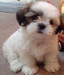 Check spelling or type a new query. All About The Pomeranian Shih Tzu Mix Dogable