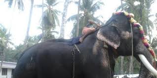 Posted by ente nadu at 8:38 am no comments Petition Stop The Cruel Practise Of Head Lifting Retire Old Tusker Mangalamkunnu Karnan