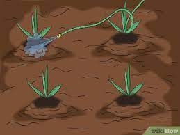 Plants can be split apart and replanted in the autumn or spring. How To Divide Bearded Irises 8 Steps With Pictures Wikihow