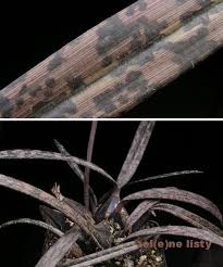 Image result for Oeceoclades decaryana