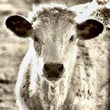 Baby Cow Photograph Rustic French Country Animal Gender Neutral Nursery Art Farm Animal Black White Monochromatic Wall Decor In 2021 Baby Cows Animal Photography Animals