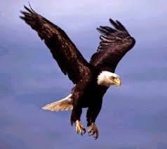 Check spelling or type a new query. 58 Gambar Burung Elang Dan Warnanya Terbaru Gambar Hewan