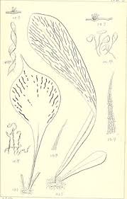 Image result for Antrophyum mannianum