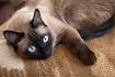 Are Siamese Cats Good Or Bad For Allergies? | FAQcats