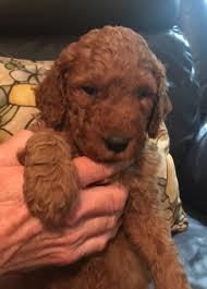 The goldendoodle is bred to be a family dog. Goldendoodle Puppies For Sale Grand Rapids Mi 312511